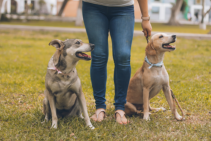 Pets em Condomínios