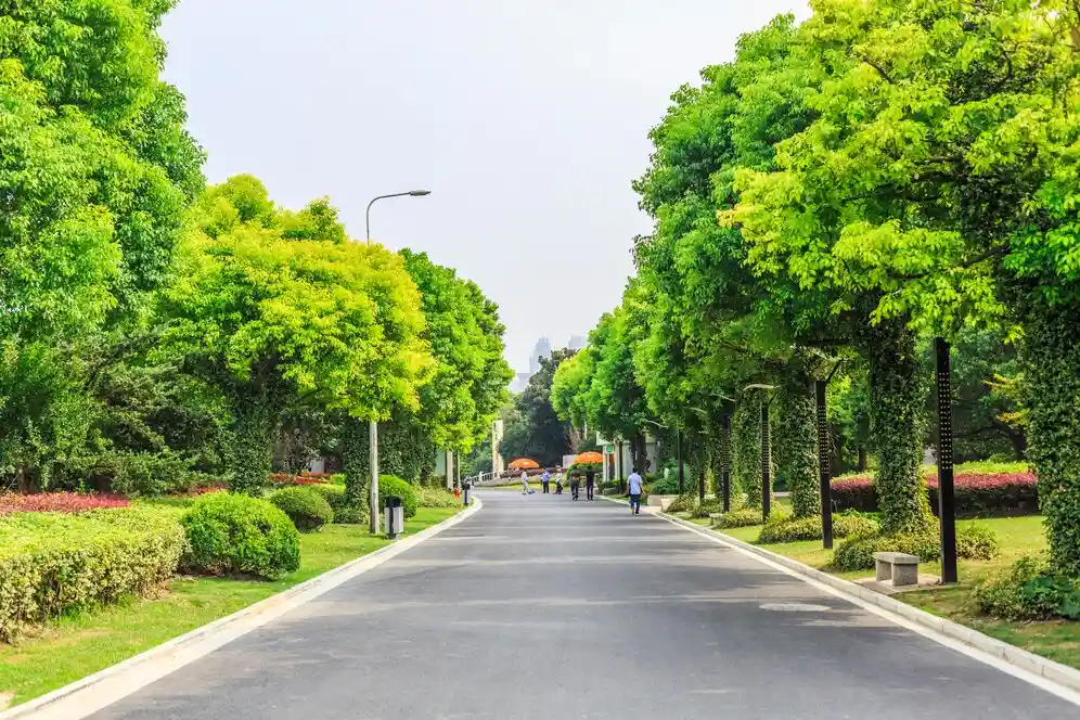Áreas verdes: conheça 3 bairros com ruas arborizadas para se morar