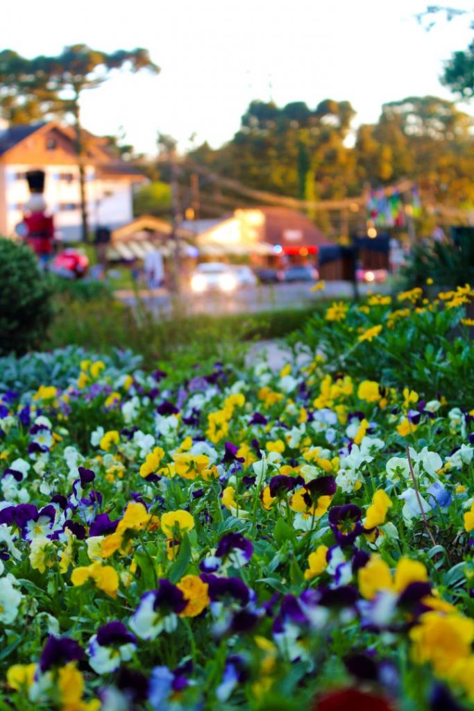 Morar em Gramado é viver em meio a "Região das Hortênsias"