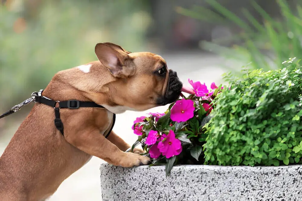 Cuidados com os pets na primavera no Condomínio: guia completo para tutores