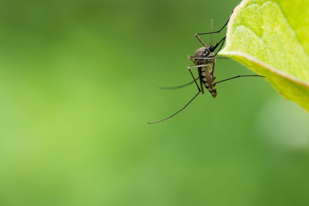Prevenção da dengue nos condomínios deve ser uma atitude permanente