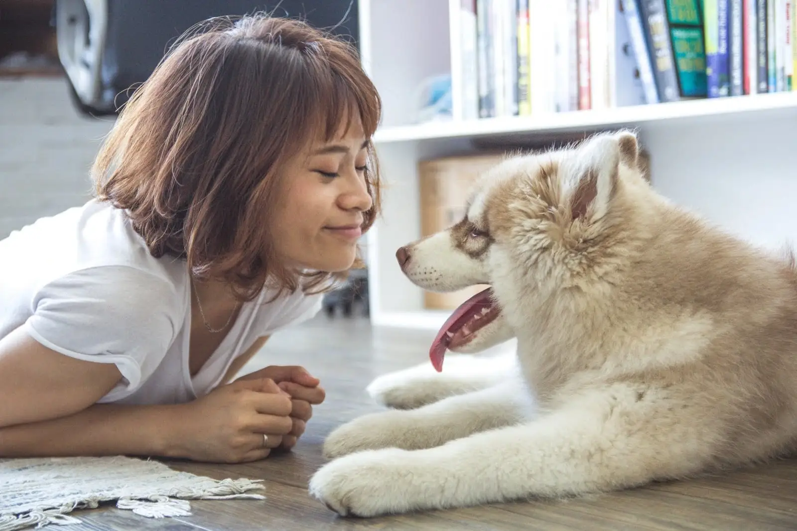 Pets: como evitar o estresse de animais que vivem em apartamentos