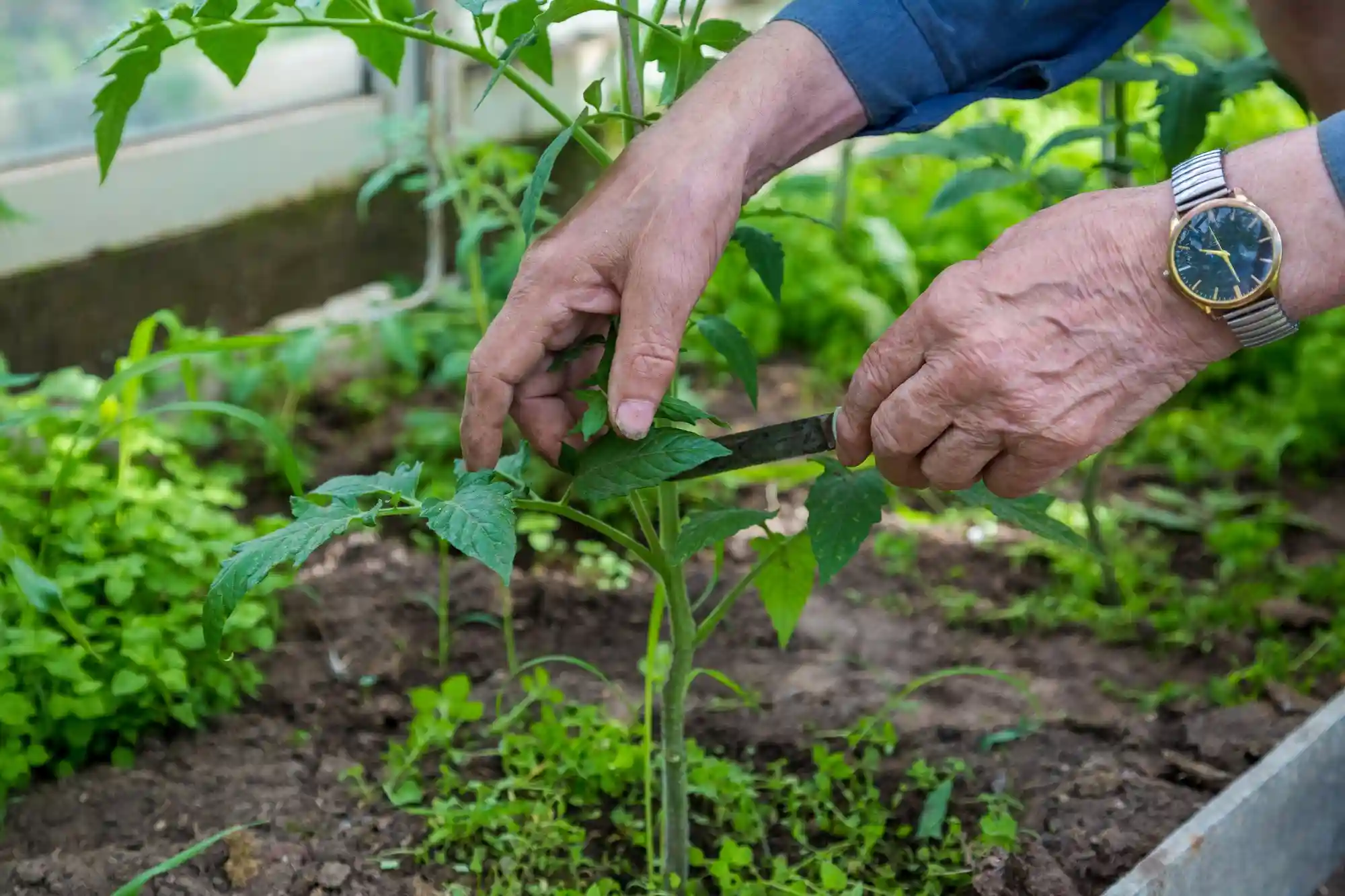 Práticas sustentáveis: pessoa cuidando das plantas de uma horta com as mãos e ferramentas
