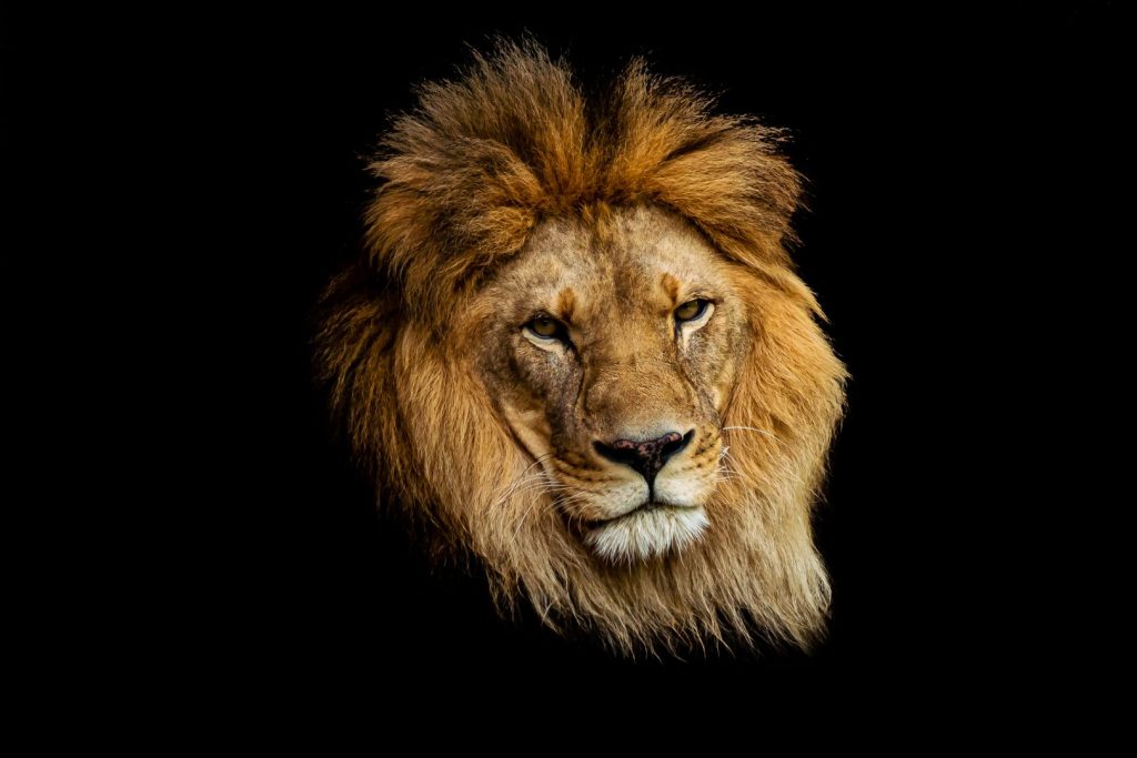 Você sabia? Em 1979, a Receita Federal usou a imagem de um leão em sua campanha publicitária e, desde então, o animal é o símbolo do tributo